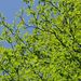 20070429_kagenobuyamajimbayama_009